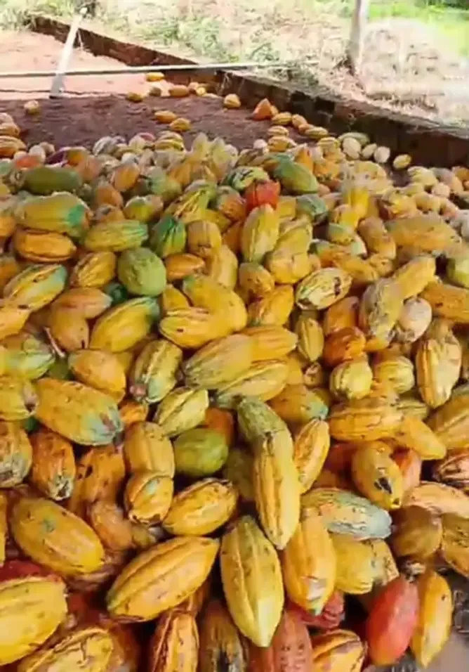 Frutos de cacau registrados no diagnóstico da COOPOXIN.